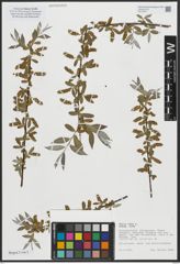 Foto von Salix alba subsp. alba L.